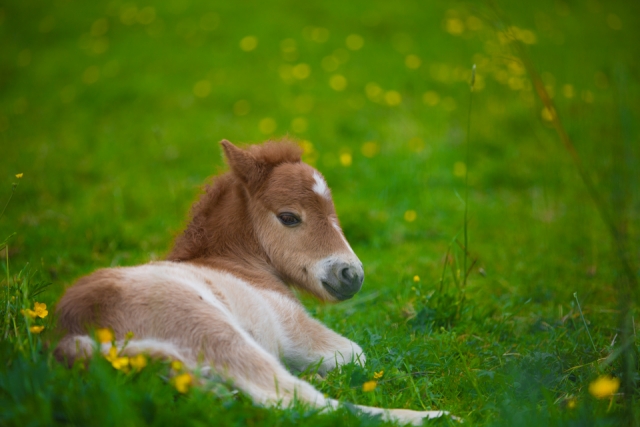  Baby pony