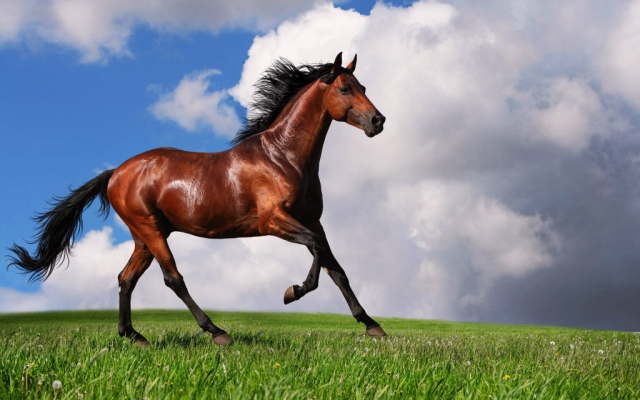  Animales extraordinarios 