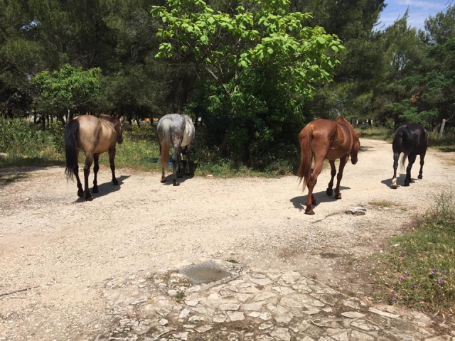  Venga a conocer nuestros caballos 
