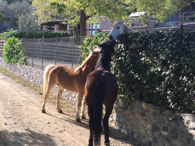  Amistades entre caballos 