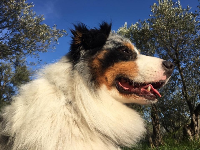  La cabeza de los establos 