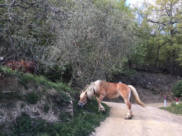  Los caminos de Liguria