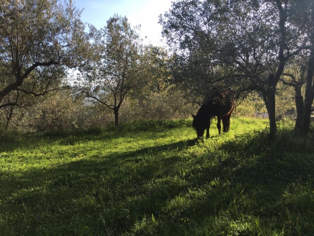  Las bandas típicas de Liguria 