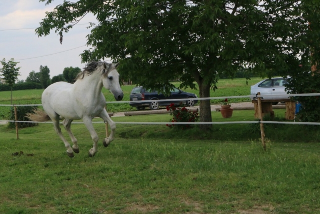  nuestro caballo al trole 