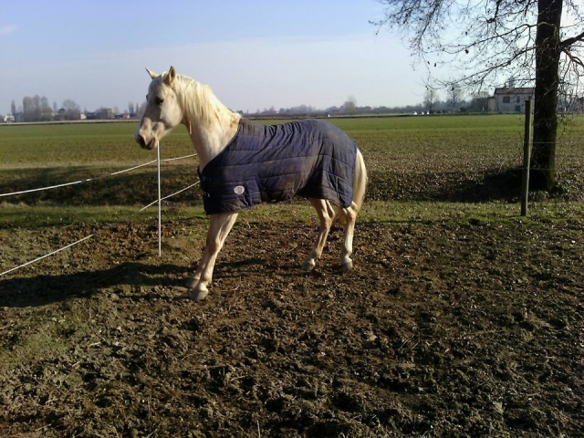  uno de nuestros caballos 