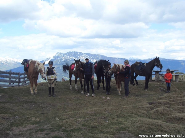  nuestros maravillosos caballos 
