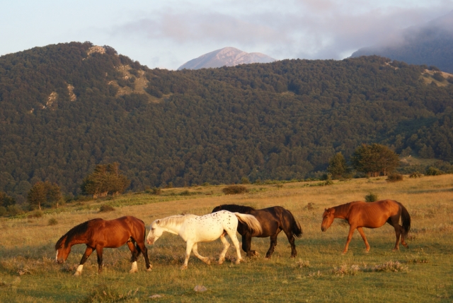  nuestros caballos de pastoreo en el Parque Majella 