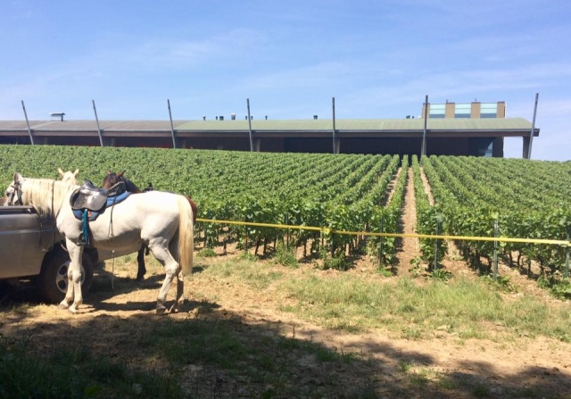  Junto a los viñedos 