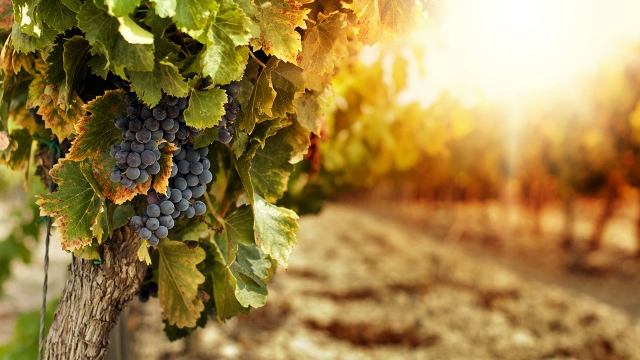 Uva de vino 