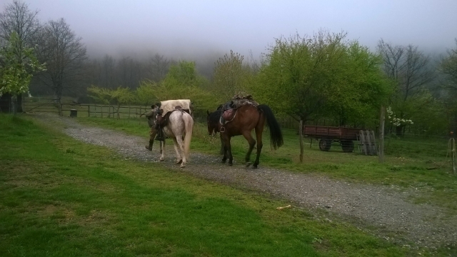  Nuestros caballos descansan después de una camicrema 