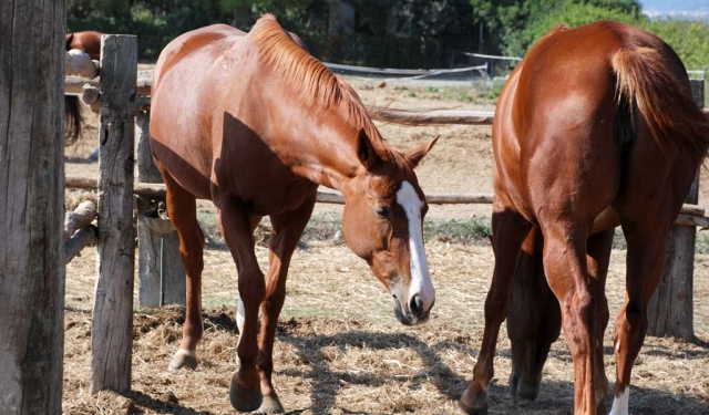  Animales maravillosos 