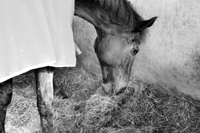  Uno de nuestros caballos