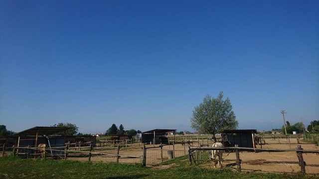  Buen climón en nuestra escuela de equitación 