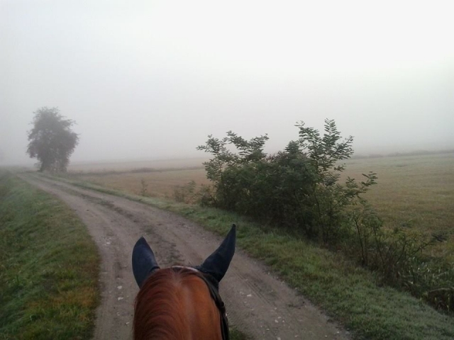 La niebla no nos detiene 