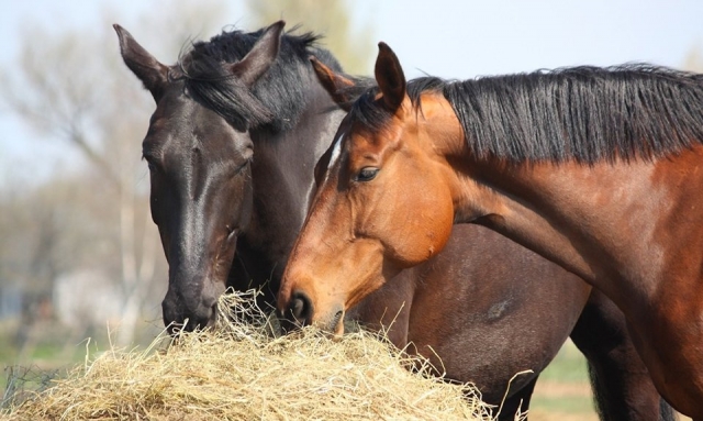  Un cuarteto divertido