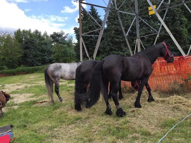  nuestros espléndidos animales 