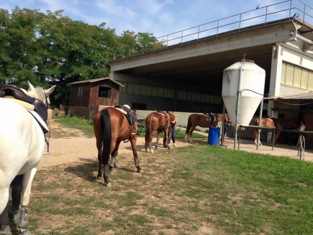 algunos de nuestros caballos 