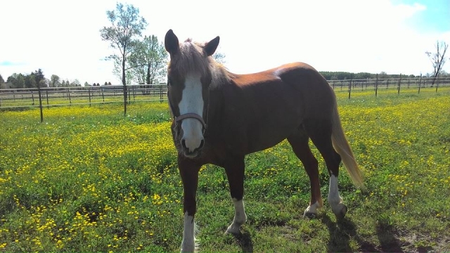 nuestros caballos en reposo 
