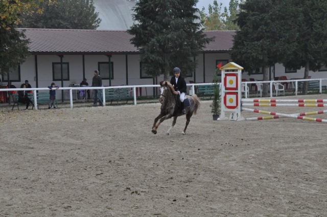  Todo lo que hay para aprender sobre el arle del caballo aquí lo puede encontrar 