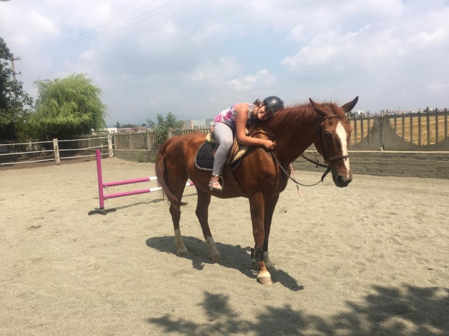  nuestros caballos son muy dulces 