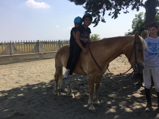  comparle la pasión por los caballos con alguien 