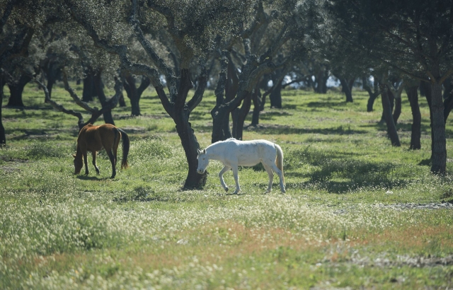  los caballos en el bosque 