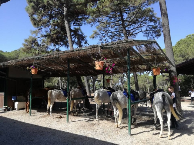  nuestros caballos en reposo 