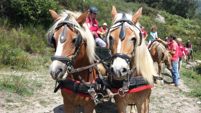  algunos de nuestros hermosos caballos 