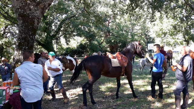  con la compañía de caballos 