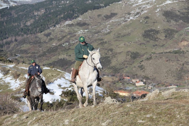  Caballos como mejores amigos 