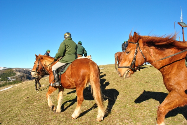  Nuestros caballos 