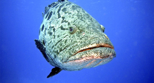  Fauna maravillosa 