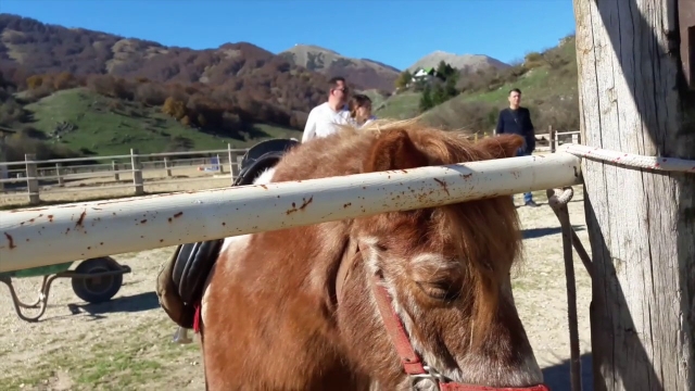 Nuestros caballos son muy dulces 