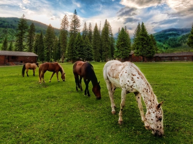  nuestros caballos descansan después de una camicrema 