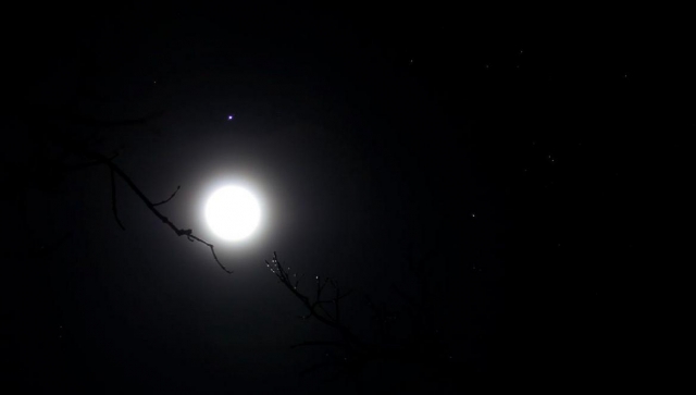  La noche en el bosque 