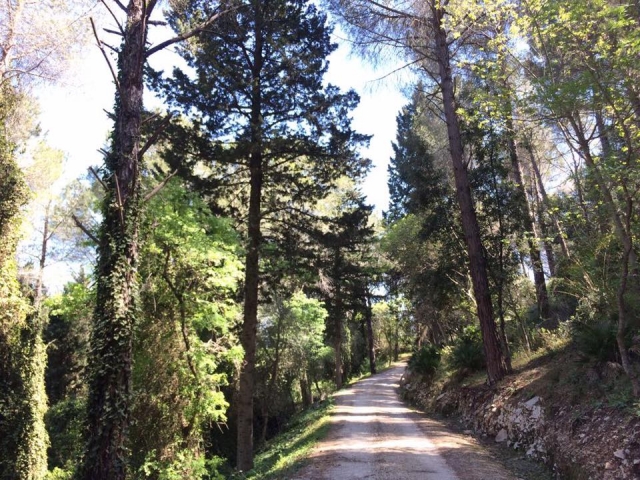  Inmersos en el verde 