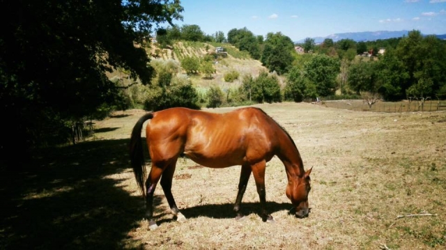  nuestra cabalgamarra le está esperando 