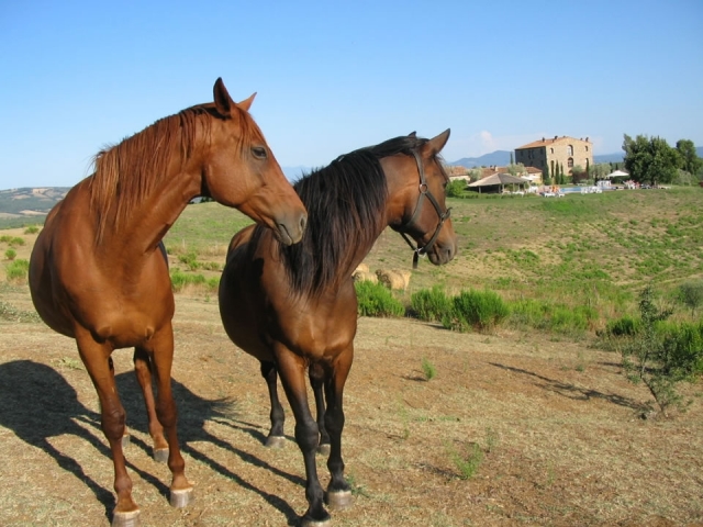  hermosos ejemplares 