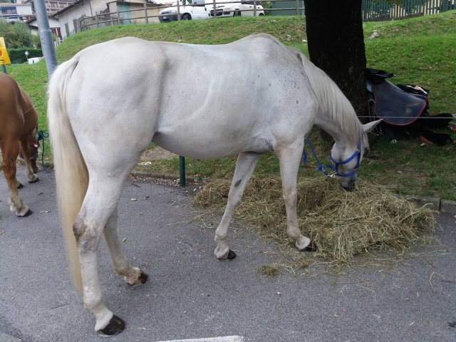  Un espécimen blanco 