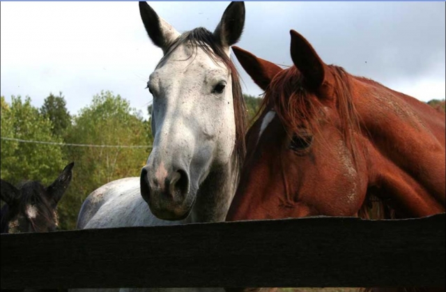 Caballos maravillosos 