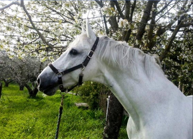 Caballo blanco 