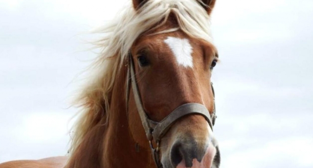 hermosos animales 
