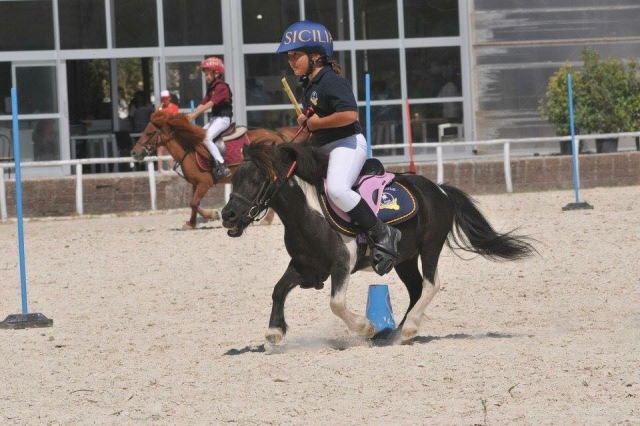  Caballos en miniatura 