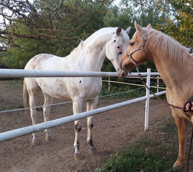  ¿Está listo para el trekking a caballo? 