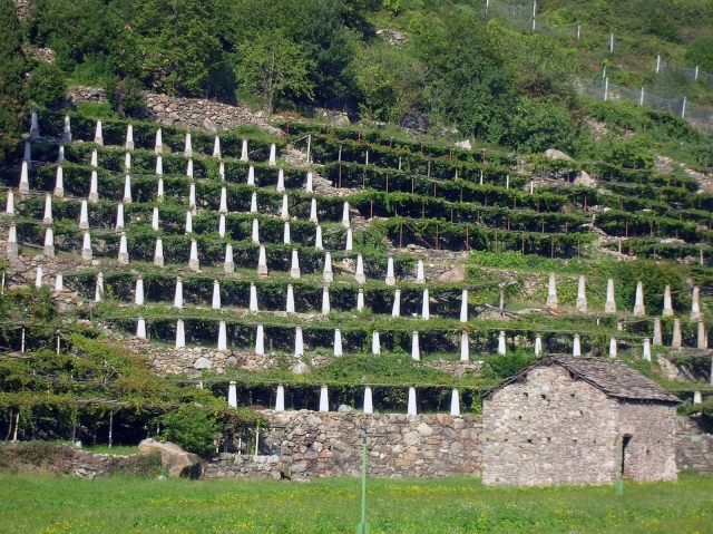  Descubriendo los viñedos 