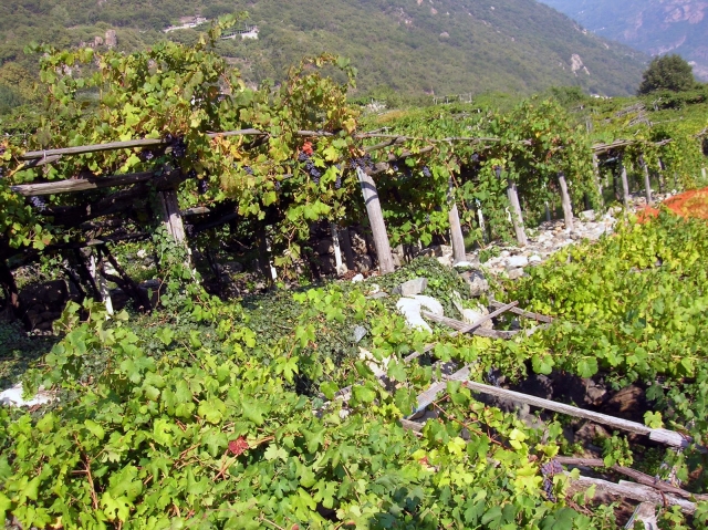  Viñedos del norle de Italia 