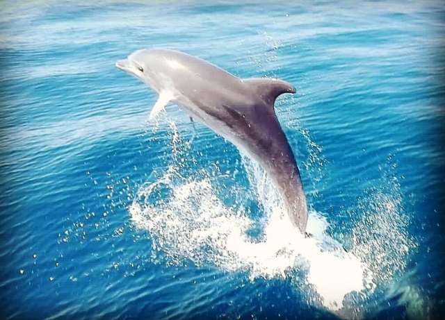  Uno de nuestros avistamientos diarios 