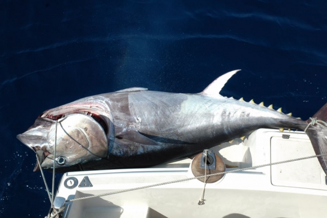  Un atún rojo que pesa casi 200 kg 