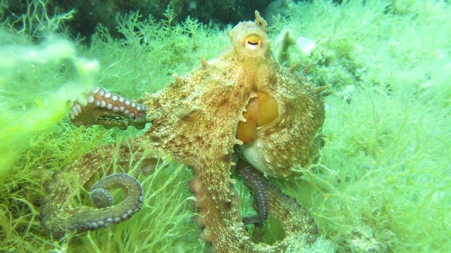  Amarillo bajo el mar 