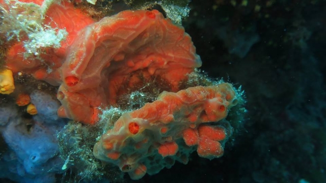  Los colores del fondo marino 